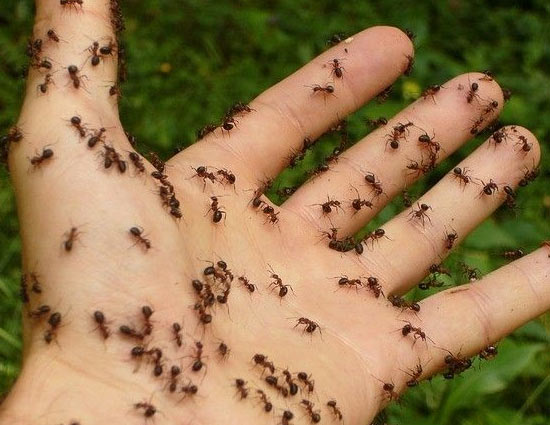 चींटी के काटने पर होने वाली जलन को दूर करने के कुछ घरेलू उपाय