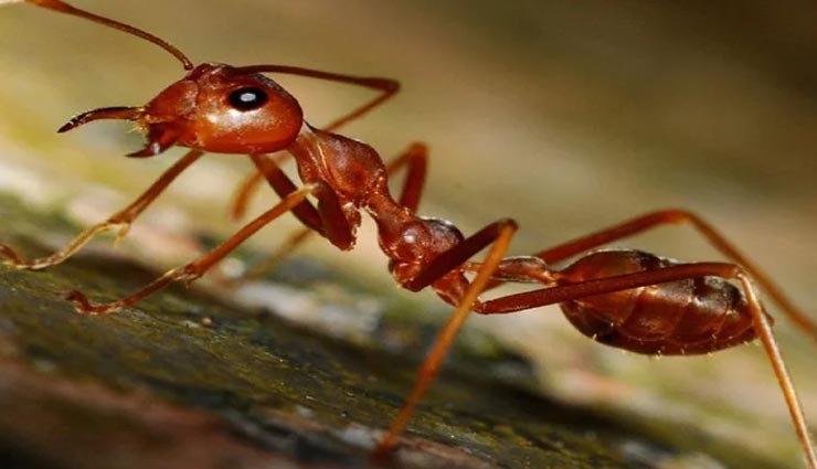 आखिर क्यों चीटियां चलती है हमेशा एक लाइन में, जानें इसका रहस्य weird news,weird information,ants in a straight line,interesting facts