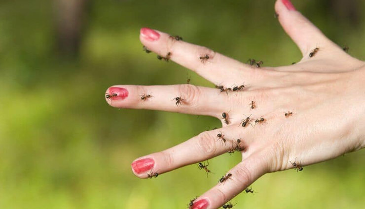 ant bite,home remedies,Health tips ,हेल्थ टिप्स, हेल्थ टिप्स हिंदी में, घरेलू उपचार, चिंटी के काटने पर उपाय, चिंटी के काटने की जलन से छुटकारा