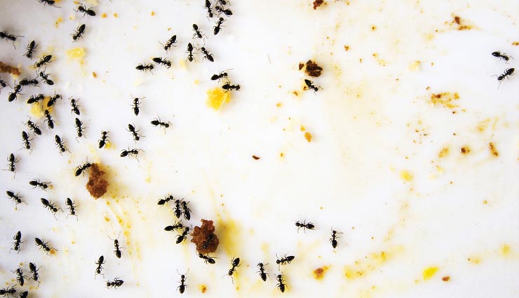 5 home remedies to get rid of ants from home,house hold tips,tips to avoid ants,how to remove ants,ants in house,house cleaning tips,remove ants from garden,gardening tips,house garden tip