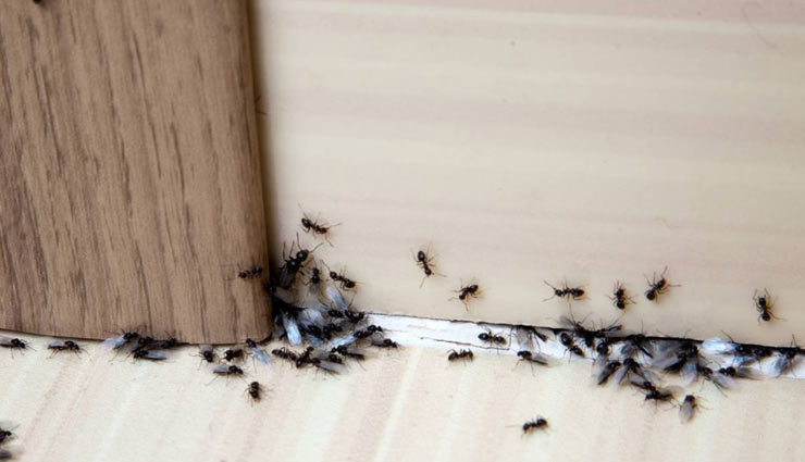 घर में डाला हैं चीटियों ने अपना डेरा, भगाने के लिए आजमाए ये तरीके removing ants,get rid of ants,tips to remove ants,household tips,home decor tips