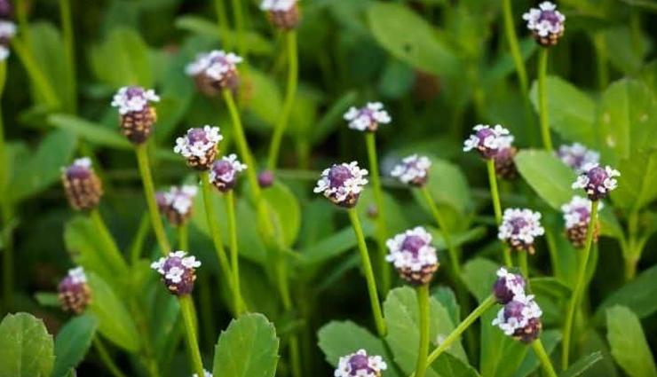 diy anti dandruff shampoo,homemade shampoo,hair care tips,beauty tips