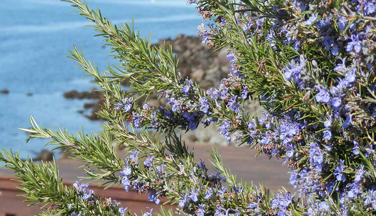 diy anti dandruff shampoo,homemade shampoo,hair care tips,beauty tips