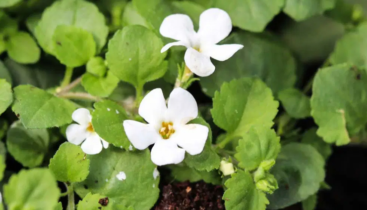 diy anti dandruff shampoo,homemade shampoo,hair care tips,beauty tips