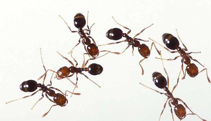 बारिश के दिनों में चींटियों से है परेशान तो अपनाए ये तरीके