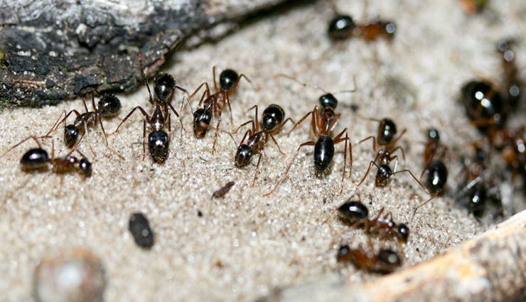 astrology tips,astrology tips in hindi,animals in dream,inauspicious sign