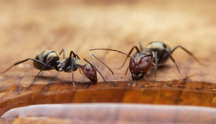 vinegar,use of vinegar,household,household tips