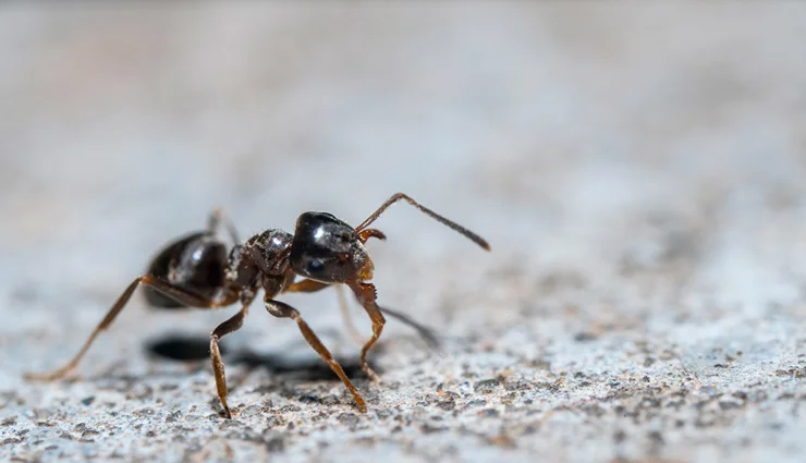 बड़े काम के हैं नींबू के छिलके, फेंकने से पहले इस तरह करें इनका उपयोग lemon peel benefits,uses of lemon peel,advantages of using lemon peel,lemon rind applications,health benefits of lemon zest,culinary uses for lemon peel,natural remedies with lemon peel