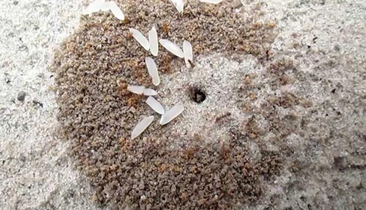 astrology tips,astrology tips in hindi,grace of maa lakshmi,good signs