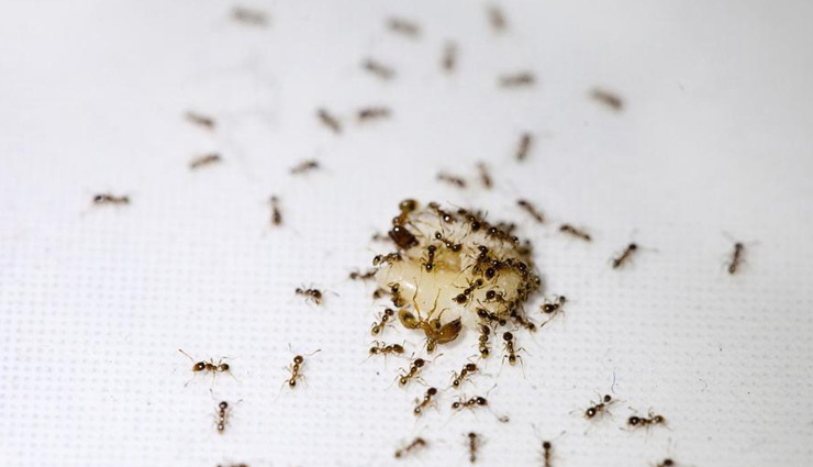 tips to get rid of ants,ants in house ,चींटियाँ, चींटियों से छुटकारा, चीटियों से बचाव के उपाय, घरेलू उपाय 