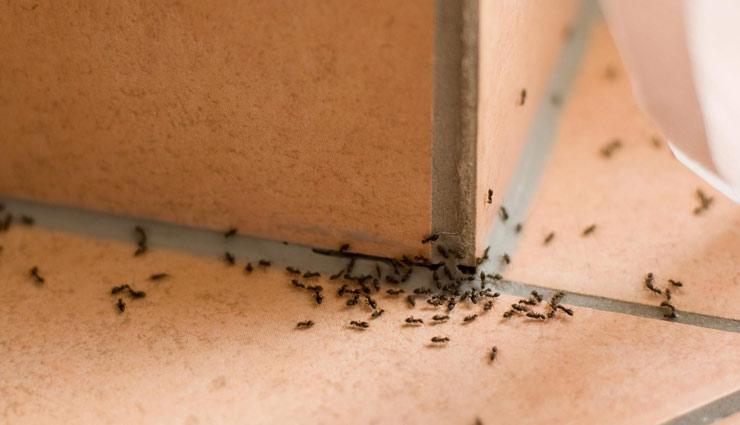 home remedies to get rid of ants,household tips ,चींटियों से परेशान,हाउसहोल्ड टिप्स