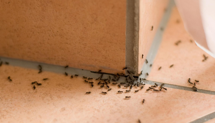 गर्मियों के दिनों में चींटियों का आतंक बड़ी परेशानी, जानें इसके समाधान के बारे में 
