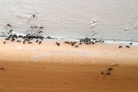 tips to get rid of ants,ants in house ,चींटियाँ, चींटियों से छुटकारा, चीटियों से बचाव के उपाय, घरेलू उपाय 