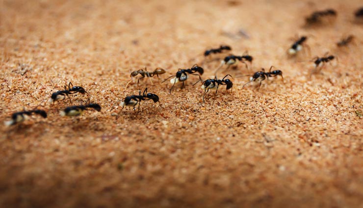 आखिर कैसे चल पाती है चींटियाँ एक लाइन में, जानें इनसे जुड़े कई रोचक तथ्यों के बारे में