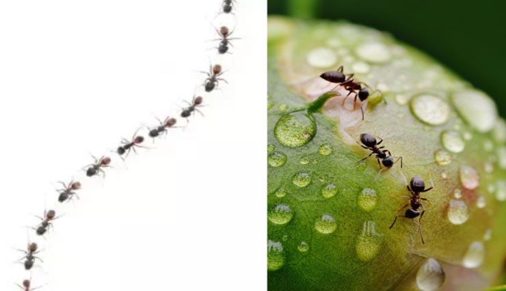 आखिर क्यों चीटियां चलती है हमेशा एक लाइन में, जानें इसका रहस्य