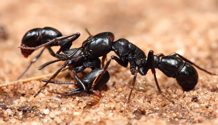रसायनों की जगह आजमाए ये घरेलू नुस्खें, मिलेगी चींटियों से निजात