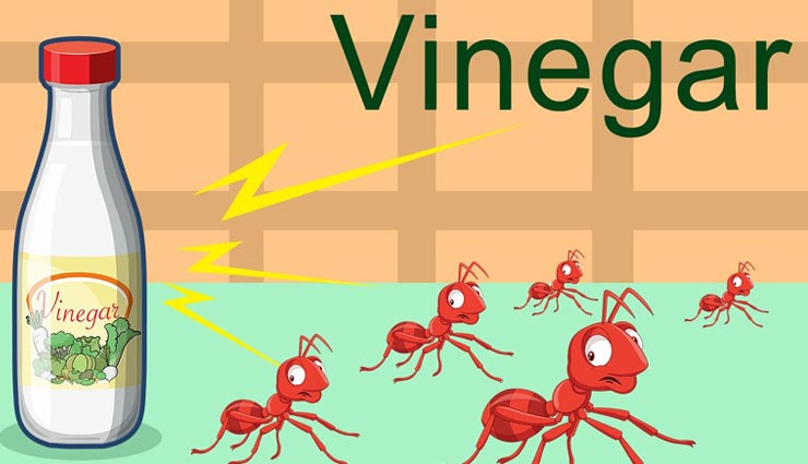 home tips,household tips,home remedies,ants remedies
