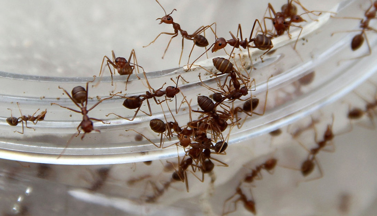 गर्मियों में बढ़ जाती हैं चींटियों की परेशानी, इन घरेलू तरीकों की मदद से मिलेगी निजात 