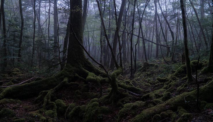 holidays,snake island australia,aokigahara forest japan,area 51 us,moscow metro 2,north sentinal island