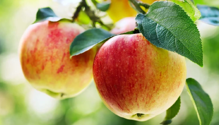 lung health tips,effects of air pollution on lungs,how to protect lungs,foods for healthy lungs,lung detox diet,breathing problems pollution,asthma and pollution,copd prevention,natural lung cleanse,respiratory health foods,who air pollution data,lung congestion relief