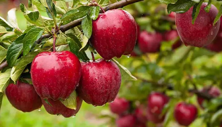 14 Least Known Benefits of Apple for Skin and Hair