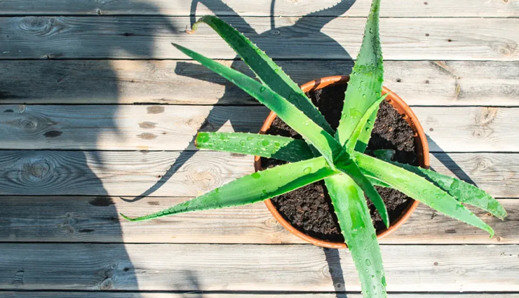 apple cider vinegar,apple cider vinegar for hair growth,hair care tips,beauty tips