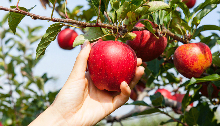 Apple,apple orchard,apple orchard destination,apple orchard destination in india,india,india tourist places,tourist places in india,india tourism