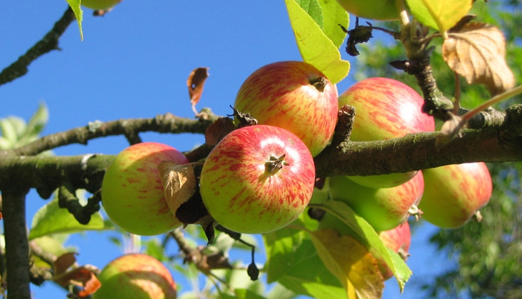 Apple,apple orchard,apple orchard destination,apple orchard destination in india,india,india tourist places,tourist places in india,india tourism