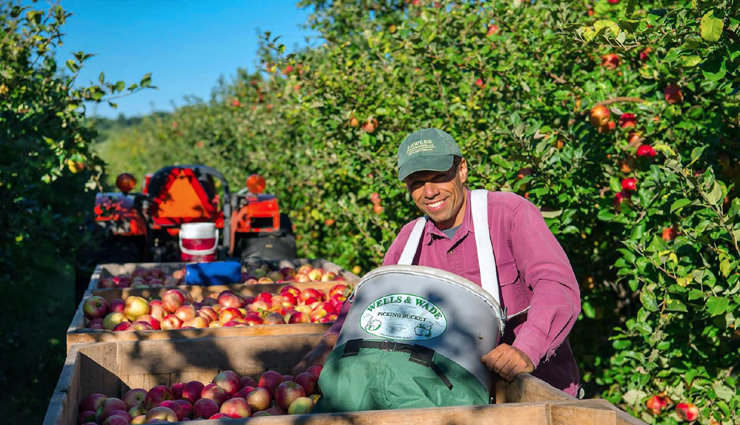 Apple,apple orchard,apple orchard destination,apple orchard destination in india,india,india tourist places,tourist places in india,india tourism