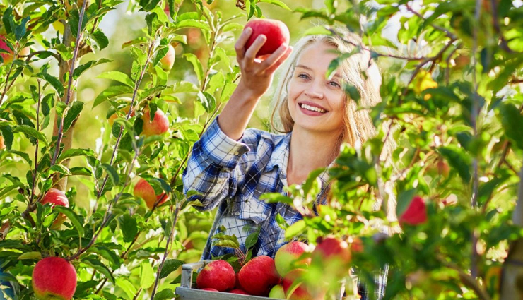 Apple,apple orchard,apple orchard destination,apple orchard destination in india,india,india tourist places,tourist places in india,india tourism