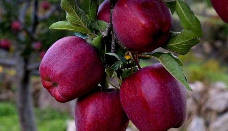 dharamshala tourist attractions,mcleodganj sightseeing guide,explore dalai lama teachings,tibetan museum dharamshala,bhagsunag temple waterfall,scenic views dharamkot,dharamshala local food guide,dharamshala apple orchards,yoga classes dharamshala,meditation retreats mcleodganj,dharamshala souvenir shopping,spiritual retreats himachal pradesh,tibetan culture dharamshala,adventure activities dharamshala,best time to visit dharamshala,dharamshala weather guide,himalayan trekking spots,paragliding mcleodganj,dharamshala weekend getaway,budget travel dharamshala