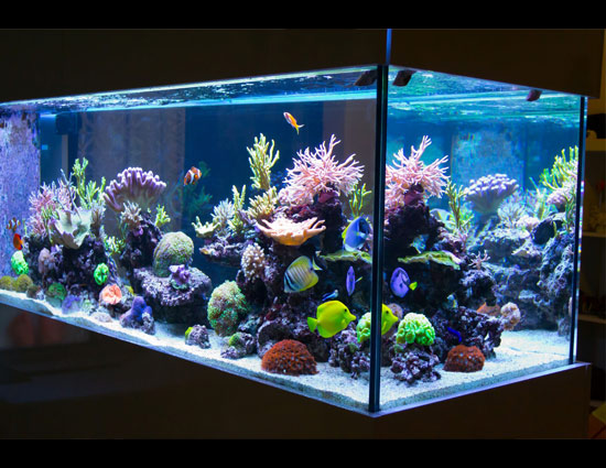 वास्तु टिप्स : सही स्थान और दिशा में रखा एक्वेरियम लाता है जीवन में खुशियाँ