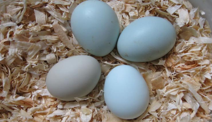 वायरस की वजह से नीला हो रहा चिकन के अंडों का रंग, जानें पूरा माजरा