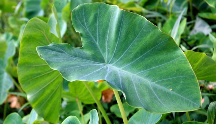 seasonal vegetable,seasonal vegetable for good health,Health,healthy vegetable,Health tips,healthy living