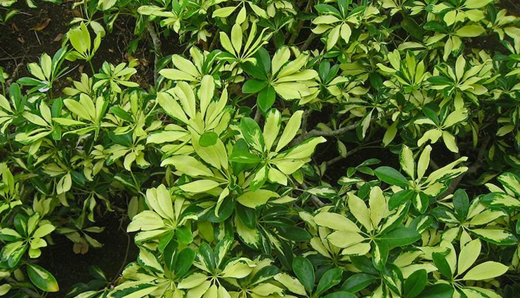 astrology tips,5 feng shui plants to bring good luck in your life,astrology tips to bring good luck,plants that bring prosperity,which plants to keep at home