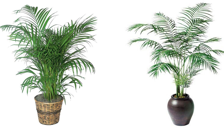 household tips,try theses 5 plants inside your house for amazing air,indoor plants,plants that you can grow at home for fresh air,plants that give amazing air