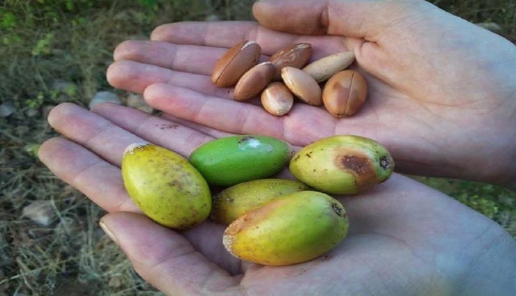 बकरियों के मल की बदौलत इस देश के लोग कर रहे लाखों की कमाई, आखिर कैसे weird news,weird information,moroccan,tree goats,expensive argan oil