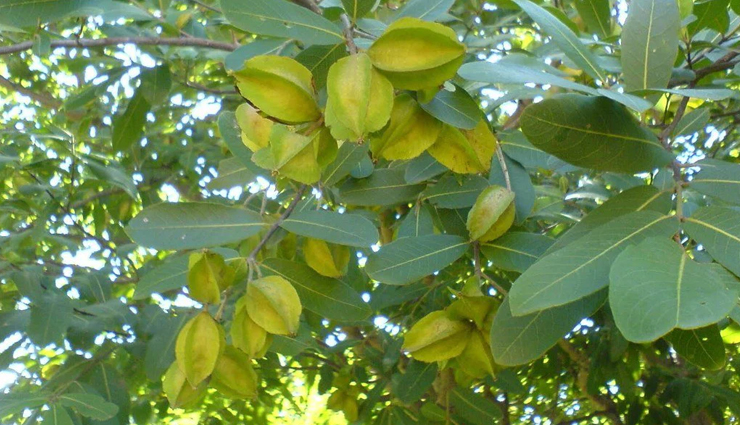 natural remedies to reduce cholesterol,effective remedies to lower cholesterol,best remedies to reduce cholesterol,cholesterol-lowering remedies that work,herbal remedies to reduce cholesterol,home remedies to lower cholesterol,remedies to lower cholesterol naturally,quick remedies to reduce cholesterol,natural remedies for high cholesterol,home remedies for high cholesterol,remedies to lower cholesterol and triglycerides,remedies to lower cholesterol without medication,foods and remedies to lower cholesterol,remedies to lower cholesterol and blood pressure,remedies to reduce ldl cholesterol,remedies to increase hdl cholesterol,remedies to reduce cholesterol and lose weight,remedies to reduce cholesterol with garlic,remedies to reduce cholesterol with turmeric,remedies to reduce cholesterol with arjun,remedies to reduce cholesterol with peepal,remedies to reduce cholesterol with ashwagandha,remedies to reduce cholesterol with olive oil