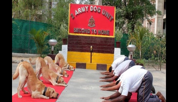 राहुल गांधी ने योग दिवस पर उड़ाया सेना का मजाक, आर्मी की डॉग यूनिट की फोटो के साथ लिखा- न्यू इंडिया