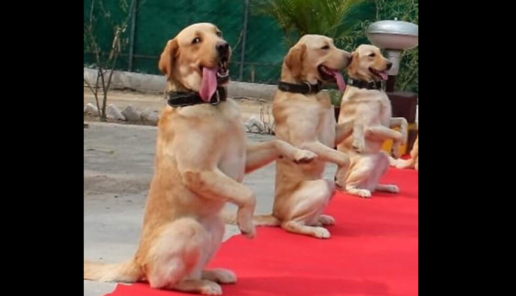 army dog squad performing yoga,international yoga day,yoga day 2020