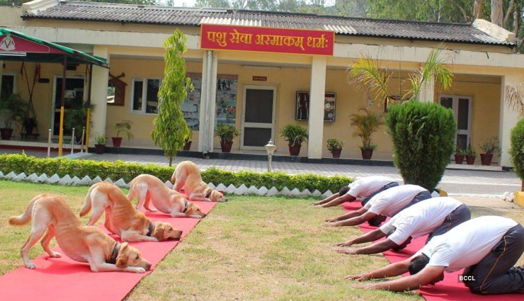 International Yoga Day- Army Dog Squad Performing Yoga