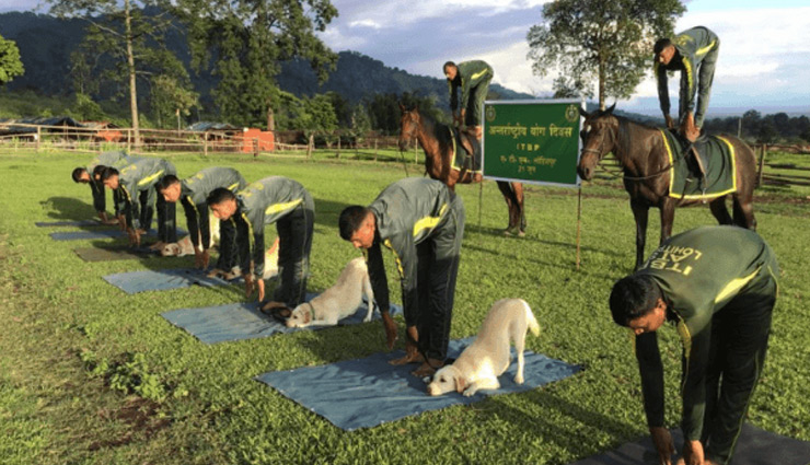 army dog squad performing yoga,international yoga day,yoga day 2020