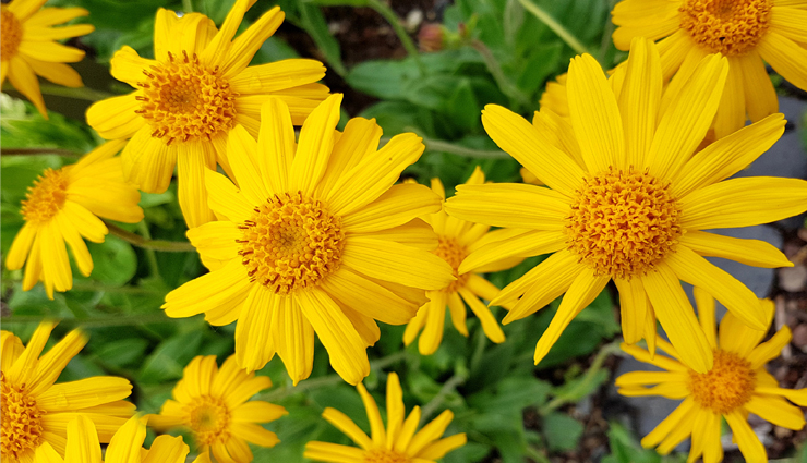 concussion,home remedies for concussion,brain injury,concussion health tips,Health,Health tips