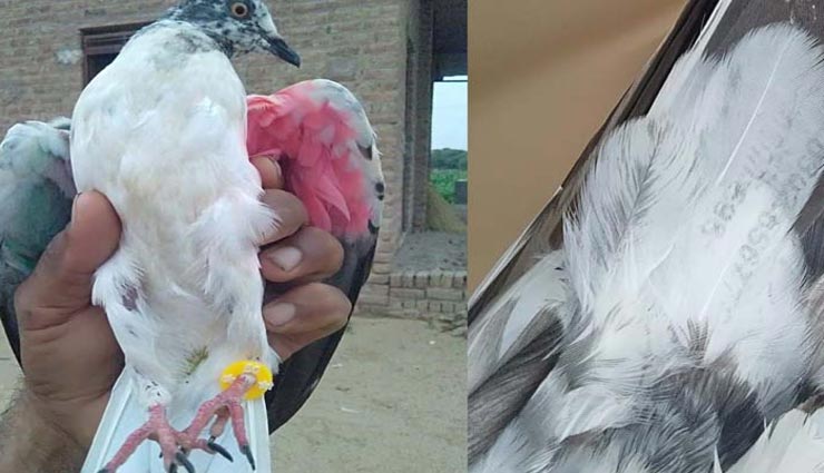 बीकानेर : सलाखों के पीछे पहुंचा दो दिन लगातार एक ही खेत में चक्कर काट रहा कबूतर