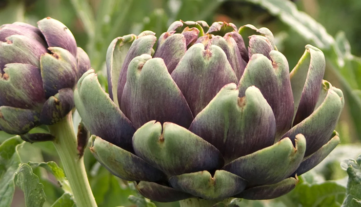 health benefits of artichokes,artichoke nutrition facts,artichoke for digestion,artichokes for liver health,artichoke benefits for heart,artichoke antioxidants,artichoke for weight loss,artichoke for cholesterol,artichoke for skin health,artichoke for gut health,artichoke detox benefits,artichoke anti-inflammatory properties,artichoke for immunity,artichoke fiber content,superfood artichoke benefits