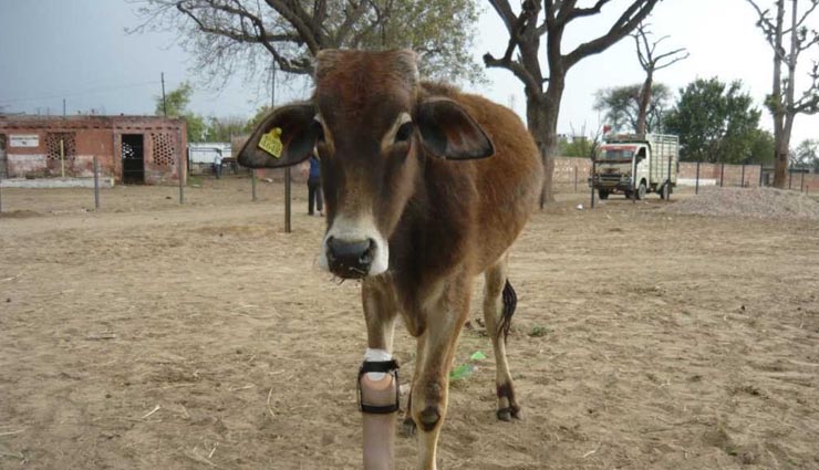 weird story,man treating naimals for free,man in india making prosthetics for animals,dr tapesh mathur