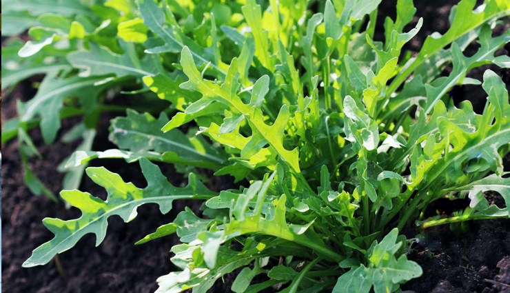 6 Amazing Benefits of Arugula Leaves on Your Health