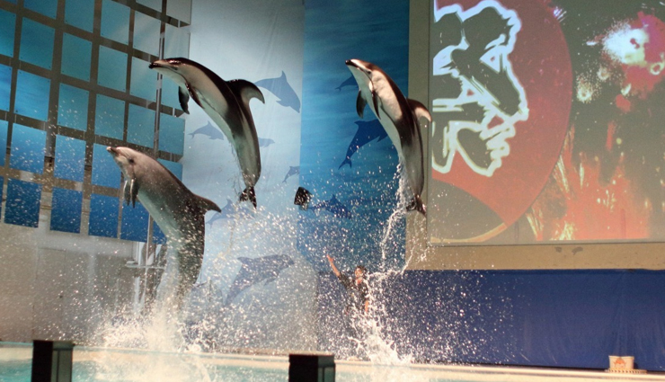 dolphin aquariums,zoos with dolphins,aquariums featuring dolphins,dolphin exhibits in zoos,best dolphin aquariums,top zoos for dolphin encounters,dolphin shows at aquariums,family-friendly dolphin attractions,where to see dolphins in aquariums,educational dolphin encounters in zoos,dolphin experiences for visitors,dolphin habitats in aquariums,zoological parks with dolphins,interactive dolphin tours,dolphin conservation in aquariums,close encounters with dolphins,popular zoos with dolphin shows,aquariums and zoos for dolphin lovers,dolphin-themed attractions,dolphin conservation efforts in zoos