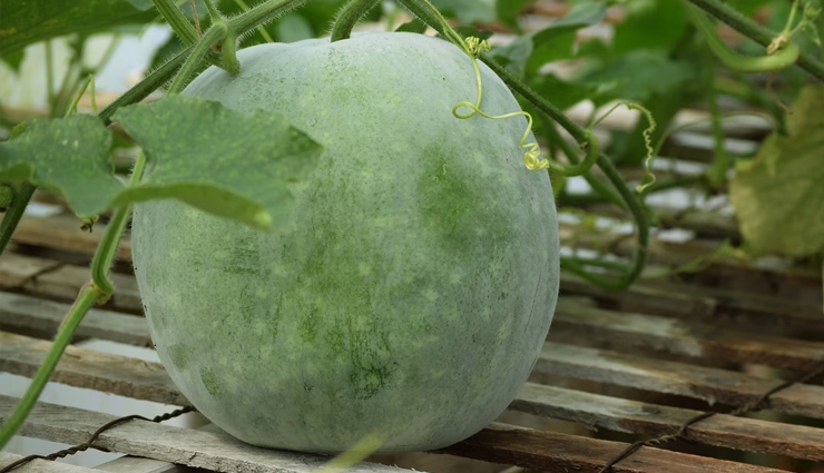 पेठे के लड्डू खाकर आ जाएगा मजा, इस टेस्टी और रसदार मिठाई से दिवाली बनाएं यादगार #Recipe petha ladoo,petha ladoo sweet dish,petha ladoo diwali,petha ladoo tasty,petha ladoo winter,petha ladoo festival,petha ladoo guest,petha ladoo ingredients,petha ladoo recipe,petha ladoo store