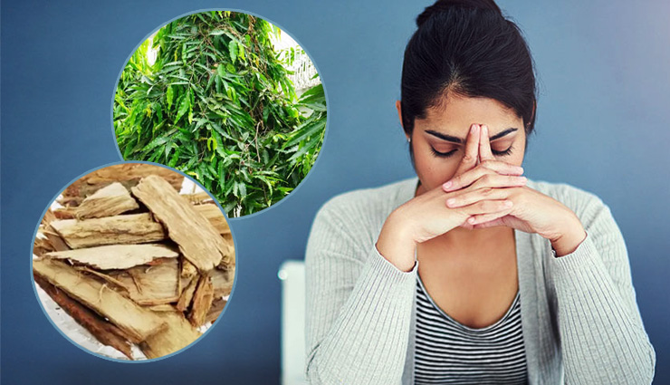 महिलाओं के लिए रामबाण है अशोक की छाल, फायदे जानकार होंगे हैरान  